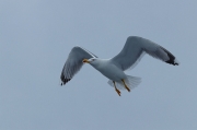 Gavià argentat (Larus michahellis)