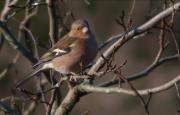 Mascle de Pinsà comú (Fringilla coelebs)