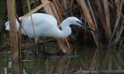 Martinet blanc (Egretta garzetta) 1/3