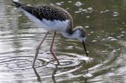 Jove de Cames Llargues (Himantopus himantopus)