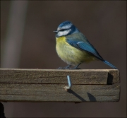 Mallerenga blava (Parus caeruleus)