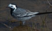 Cuereta blanca (Motacilla alba)