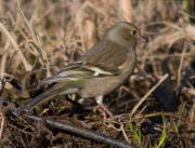 Femella de Pinsà comú (Fringilla coelebs)