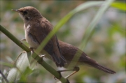 Alimentació de joves de Boscarla de canyar (Acrocephalus scirpaceus) 3/3