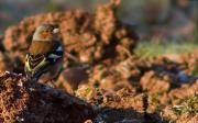 Mascle de Pinsà comú (Fringilla coelebs)