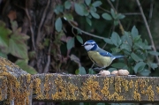 Mallerenga blava (Parus caeruleus)