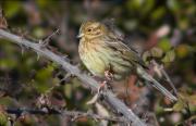 Femella de Gratapalles (Emberiza cirlus)