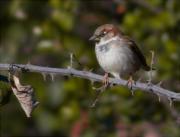 Mascle de Pardal comú (Passer domesticus)