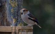 Durbec (Coccothraustes coccothraustes)