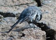 Cuereta blanca (Motacilla alba) 2/2