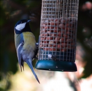 Mallerenga carbonera (Parus major)