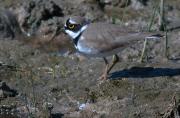 Corriol petit (Charadrius dubius)