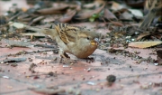 Femella de Pardal comú (Passer domesticus)