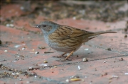 Pardal de bardissa (Prunella modularis)