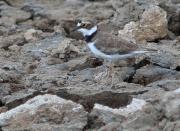 Corriol petit (Charadrius dubius)