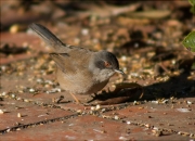 Femella de Tallarol capnegre (Sylvia melanocephala)