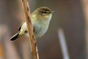 Mosquiter comú (Phylloscopus collybita)