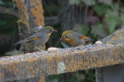 Rossinyol del Japó (Leiothrix lutea)