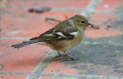 Femella de Pinsà comú (Fringilla coelebs)