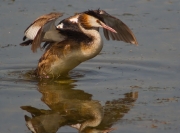 Estiraments de Cabussó emplomallat (Podiceps cristatus) 1/2