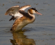 Estiraments de Cabussó emplomallat (Podiceps cristatus) 2/2