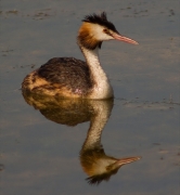 Cabussó emplomallat (Podiceps cristatus)