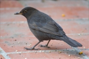 Mascle jove de Merla (Turdus merula)