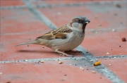 Mascle de Pardal comú (Passer domesticus)