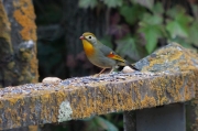 Rossinyol del Japó (Leiothrix lutea)