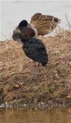 Capó reial (Plegadis falcinellus)