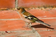 Mascle de Pinsà comú (Fringilla coelebs)