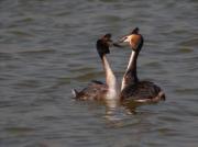 Ritual de festeig del Cabussó emplomallat (Podiceps cristatus) 2/9