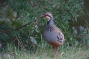 Perdiu  (Alectoris rufa)