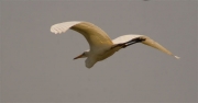 Agró blanc (Egretta alba)