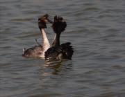 Ritual de festeig del Cabussó emplomallat (Podiceps cristatus) 3/9