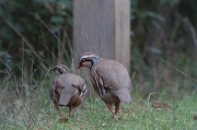 Perdiu  (Alectoris rufa)