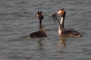 Ritual de festeig del Cabussó emplomallat (Podiceps cristatus) 9/9