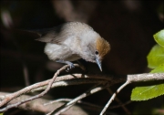 Femella de Tallarol de casquet (Sylvia atricapilla)