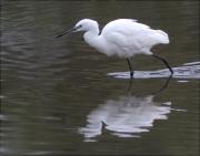 Martinet blanc (Egretta garzetta)