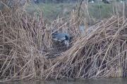 Niu de Bernat pescaire (Ardea cinerea)