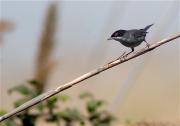 Tallarol capnegre (Sylvia melanocephala)