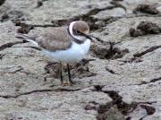 Jove de Corriol petit (Charadrius dubius)