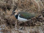 Fredeluga (Vanellus vanellus)