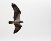 Àguila pescadora (Pandion Haliaetus) 2/2