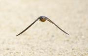 Golondrina común (hirundo rustica)