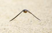 Golondrina común (hirundo rustica)