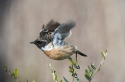 Bitxac comú (Saxicola torquatus).