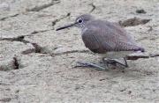 Xivita (Tringa ochropus) en posició mimètica