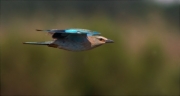 Gaig blau (Coracias garrulus)