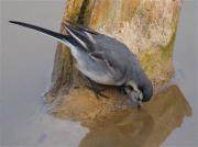 Cuereta blanca vulgar (Motacilla alba)